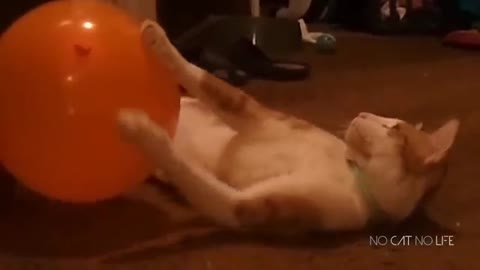 2021 funny video securing the cat is so nicely