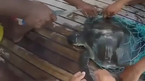 This turtle would have been trapped in that ghost net for who knows how long!