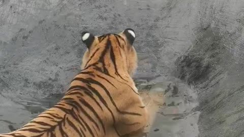 The tiger is playing in the water