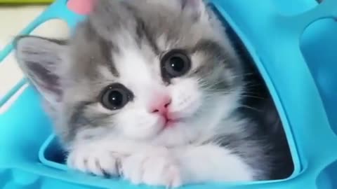 Adorable cat