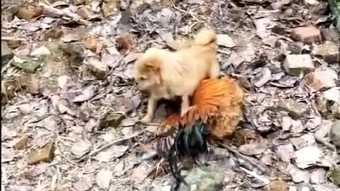 Funny Chicken vs Dog Fight