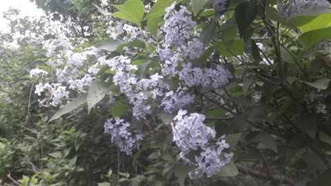 Spring lilac