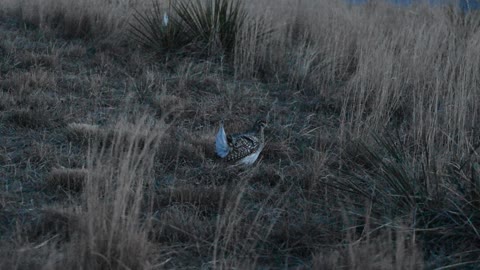 Sharp Tailed Grouse - 01