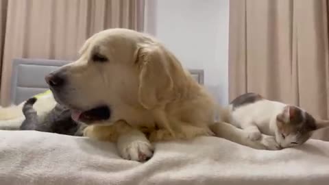 Poor Golden Retriever Attacked by Kittens