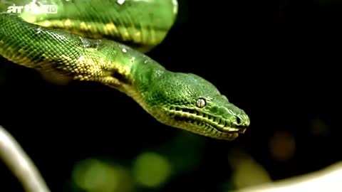 National Geographic's Anaconda in the Wild 2021 Nat Geo Animals Documentary HD