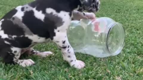 Great Dane puppy