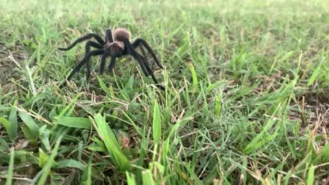 Creepy Tarantula