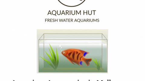 Aquarium Hut- Aquarium Supplies In Melbourne