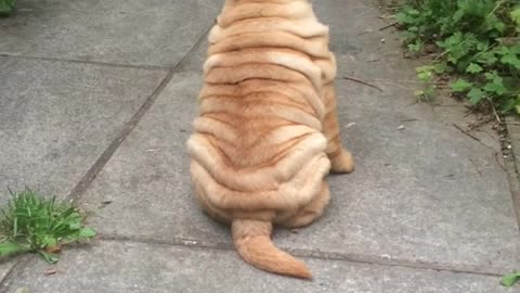 Testarudo cachorro de Shar Pei ignora el llamado de su dueña