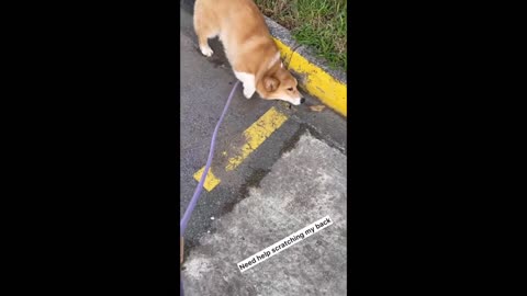 Shinji The Corgi- Need a Back Scratch After a Long flight #shorts