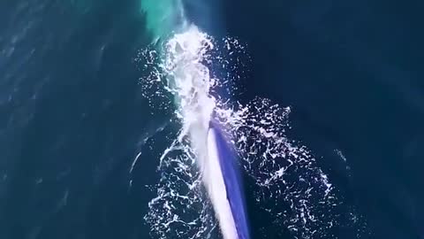 Adult blue whales can reach up to 33 meters.