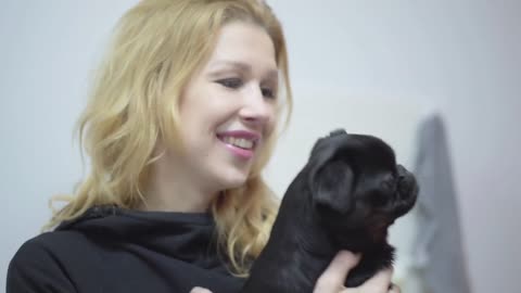 Portrait of woman hands holding small dog pug on hands while woman hands feeding him close up