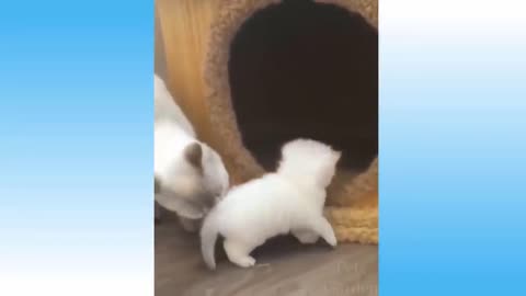 😂🐶Super Cute Pets Video 😻 - Cute Pets Doing Funny Things 2021😂🐶