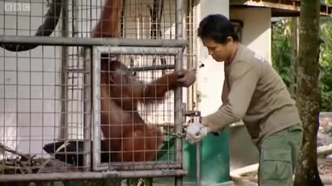 New Cage for Wu Wu | Orangutan Diary | BBC Earth