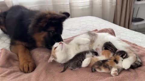 German Shepherd Puppy Meets Mom Cat with Newborn Kittens for the First Time