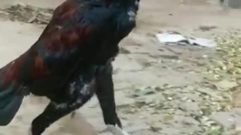 Rooster 🐓 Video By kingdom of Awais