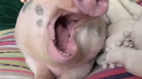 Wakey wakey pig