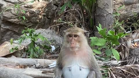 Monkey Sitting on the Log