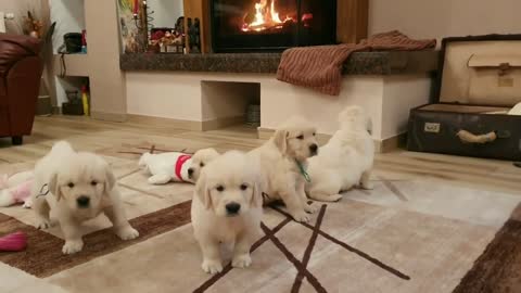 Cute 4 week old puppies playing together