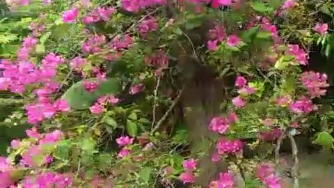 Bougainvillea means luck