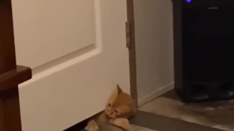 Just Orange Cats things 🙀🤣