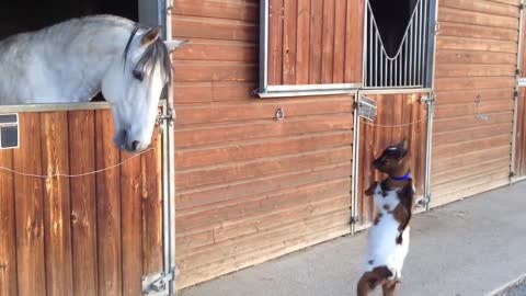 Baby Goat Has The Best Time To Hang Out With Horse