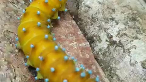 Awesome nature italy worm