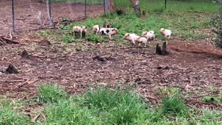 Litter of Piglets Sprint Around Fence Line