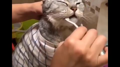 Owner brushing cats teeth