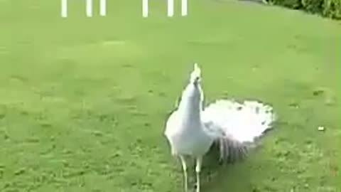 White peacock dancing