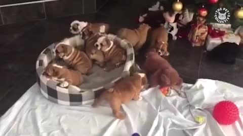 Hermosos perros