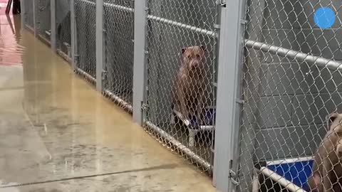 'Kentucky shelter dogs need new temporary home | USA TODAY