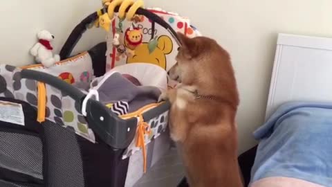 Shiba Inu preciously watches over sleeping baby