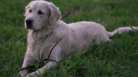 a happy golden retriever gnaws a wand on a green glade