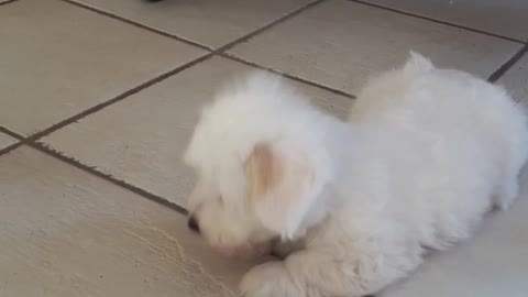 Small white puppy plays with tennis ball on kitchen floor