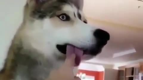 While surprisingly observing something husky dog shows his purple tongue