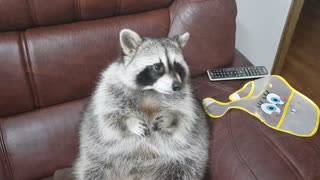 Raccoon rubbing his hands for food