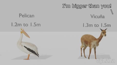 I'M BIGGER THAN YOU (ANIMAL SIZE COMPARISON)