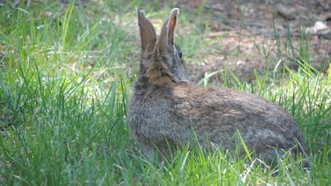 Rabbit eating green grass on the farm