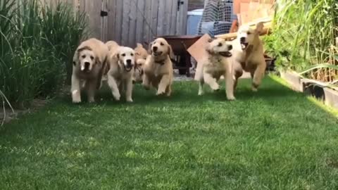 #goldenretrieverpuppies#puppyplaydates