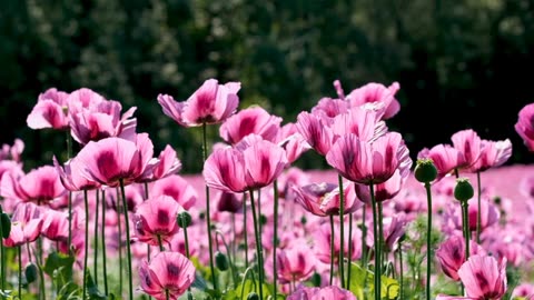 Nature flowers.