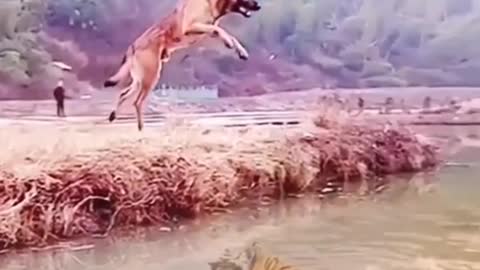 Lone video# lone & Dog video # Beautiful & Sweet Dog & loin video