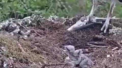 Eagle Feeding Live Fish To Baby.