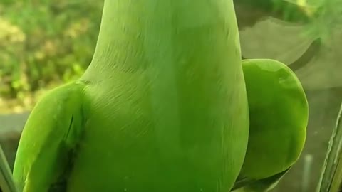 A Green Parrot Perched On A Glass Window Ledge