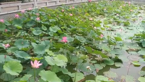 The pond is full of lotus flowers so pretty