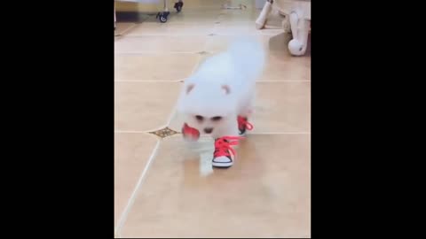 Cute Cat try to walking with shoes.