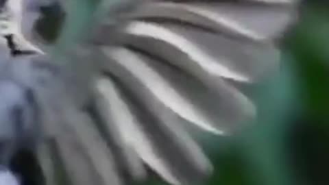 Beautiful bird's amazing dance