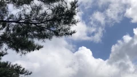 A swarm of insects flying around the tree.