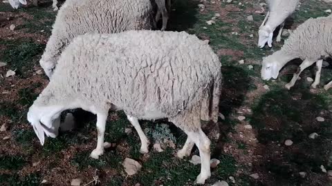 Sheep in algeria