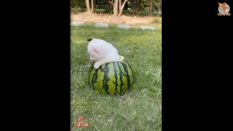 Mini Pomeranian - Funny and Cute Pomeranian Videos #13 - CuteVN Animals